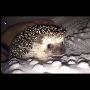 Meet your Posher, Pilar